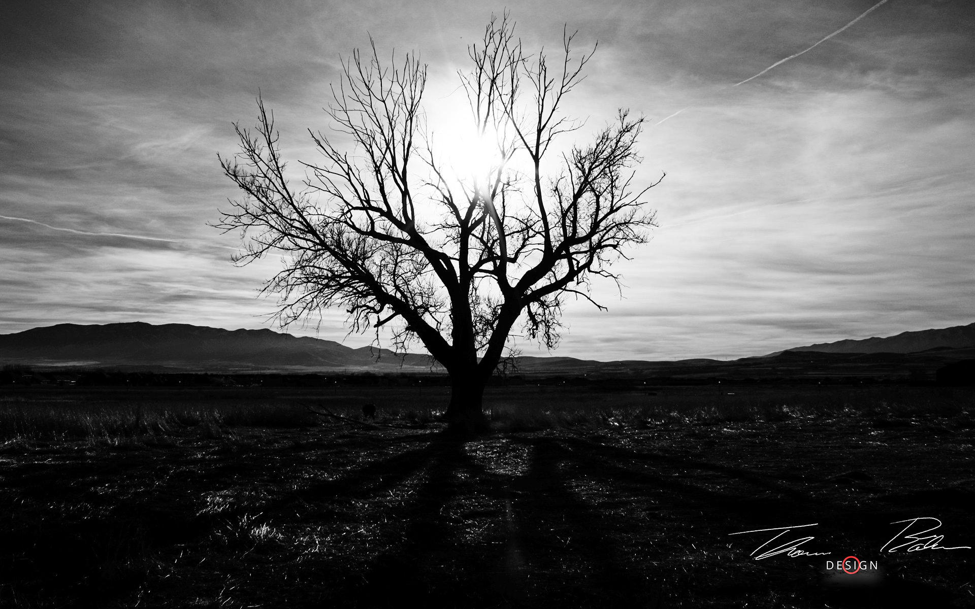 Черное дерево. Темное дерево. Черное дерево в поле. Одинокое дерево черно белое узкое.